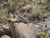 Collared lizard