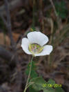 Maricopa Lily