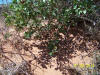 Hidden spotted lizard, Canyonlands Nat'l Park