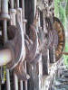 Stamps of the San Juan Chief Mill